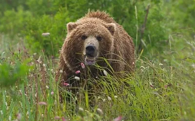 В Забайкалье медведь убил лесничего