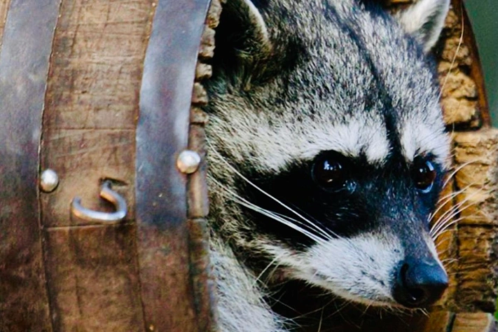 Енот напился виски в алкомаркете Вирджинии