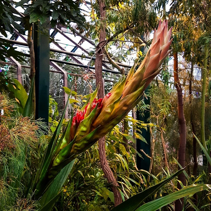 В «Аптекарском огороде» в Москве впервые за 3 века расцвела лилия