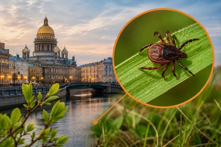 Клещи в Петербурге за неделю покусали более 1500 человек
