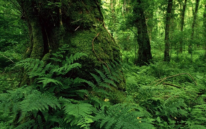 Созерцание пейзажей и растений снижает уровень негативных эмоций