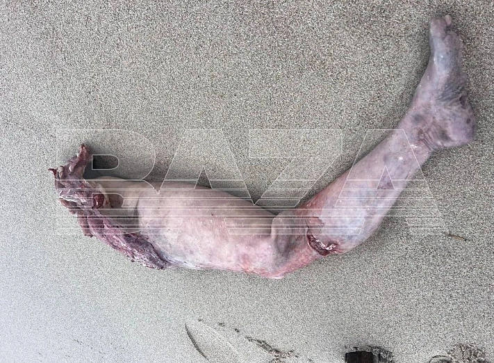 Под Калининградом жителей сильно испугала приплывшая к берегу человеческая нога