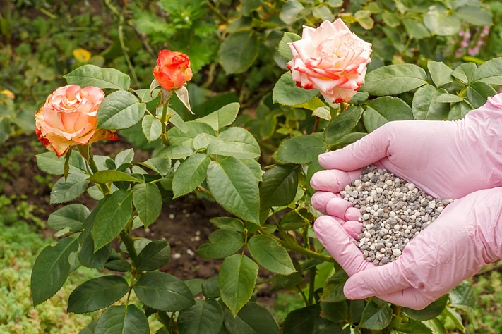 Чем подкормить розы весной