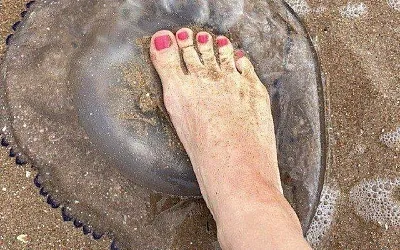Нашествие медуз началось на Азовском море