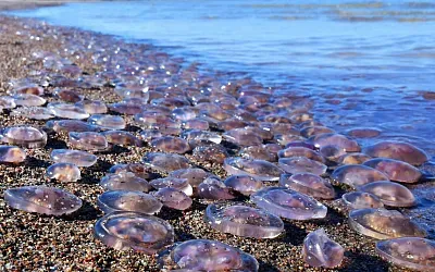 Воды Анапы кишат ушастыми аурелиями