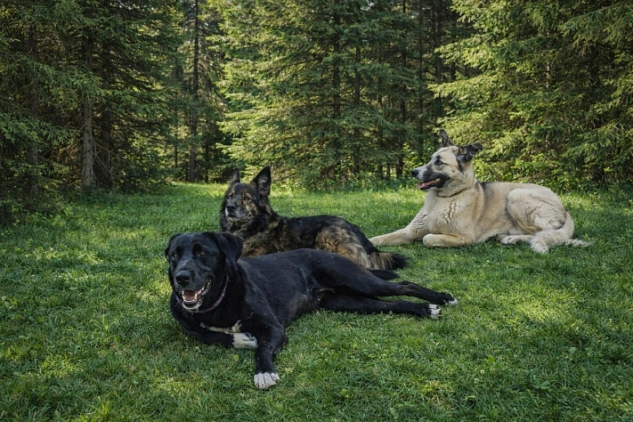 В Лондоне вручили собачий «Оскар»