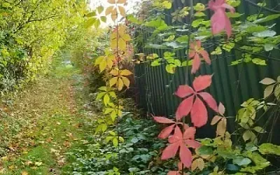 Как ухаживать за девичьим виноградом в октябре