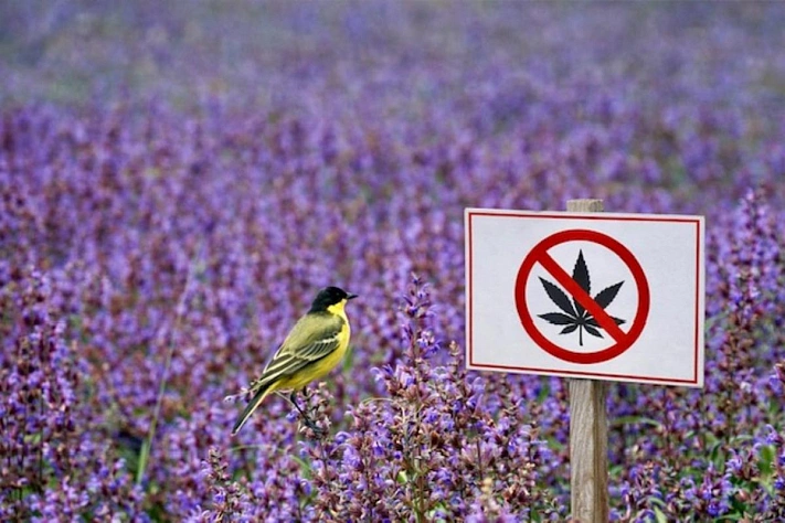 За шалфей на даче могут завести уголовное дело