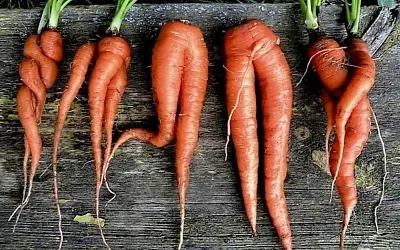 Почему морковь растёт кривой и когда её убирать: осеннее руководство