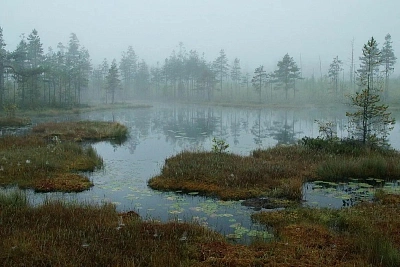Россия массово затапливает торфяники, осушенные ещё в СССР
