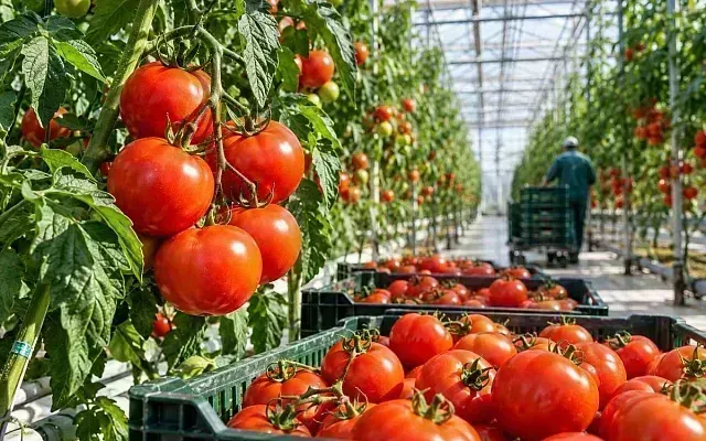 Тепличники предложили ограничить дешёвый импорт овощей