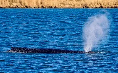 Кита Тимми выпустили в Северное море после спасения