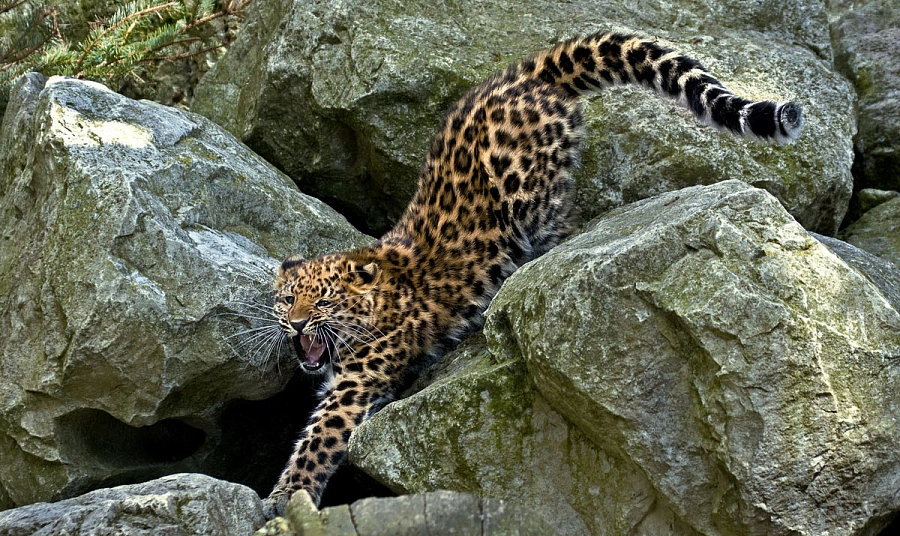 Дальневосточных леопардов вернут на историческую родину