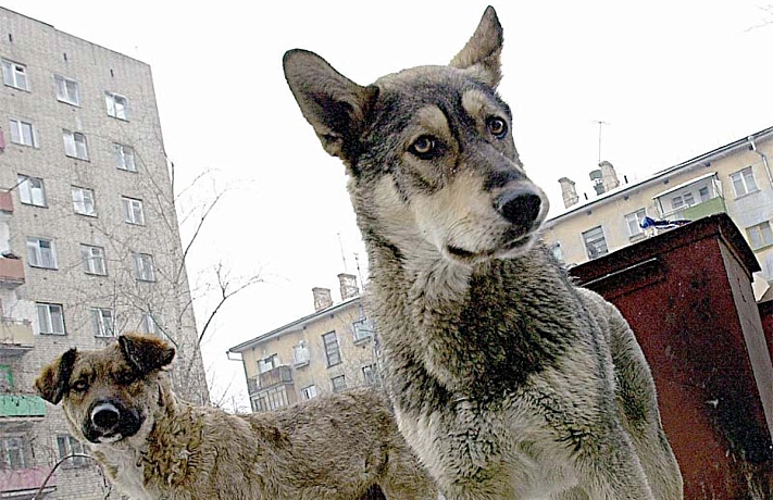 В Забайкалье разрешили убивать собак