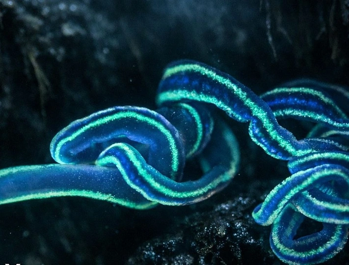 Российские биологи нашли новый источник редкого яда