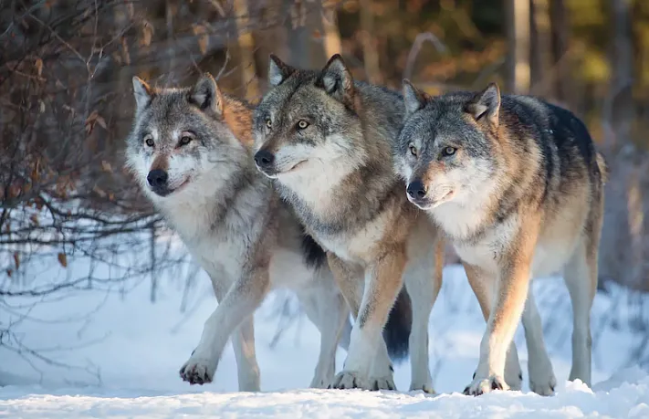 Волки атакуют глубинку Карелии