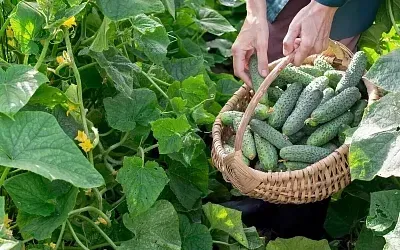 Опасности дачного сезона: как защитить ЖКТ и не только