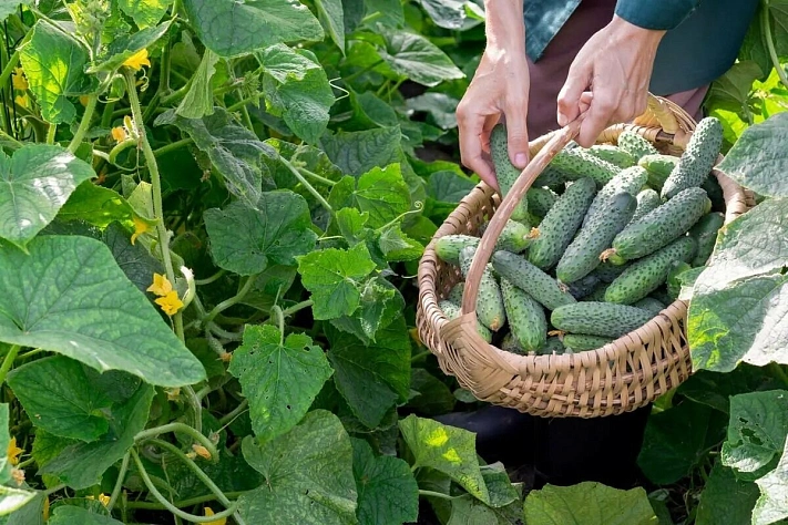 Опасности дачного сезона: как защитить ЖКТ и не только