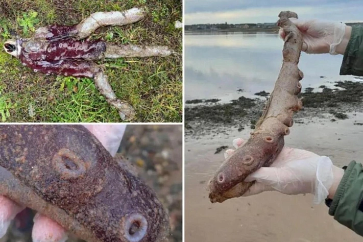 Что показали исследования «морского монстра» с пляжа в Шотландии