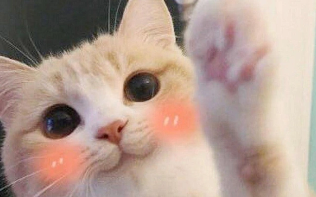 День кошачьей ласки: идеальный повод порадовать своих пушистиков