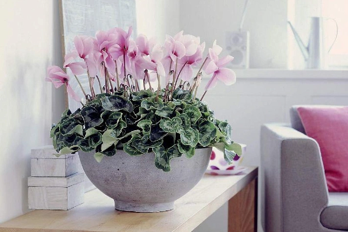 Как создать идеальные условия для цикламенов