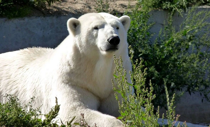 В омском зоопарке утонула белая медведица