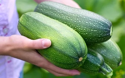 Врачи назвали кабачок идеальным продуктом для очищения и долголетия