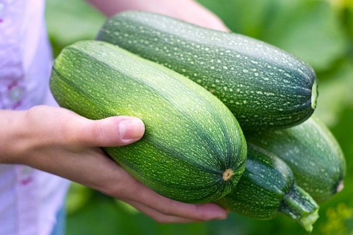Врачи назвали кабачок идеальным продуктом для очищения и долголетия