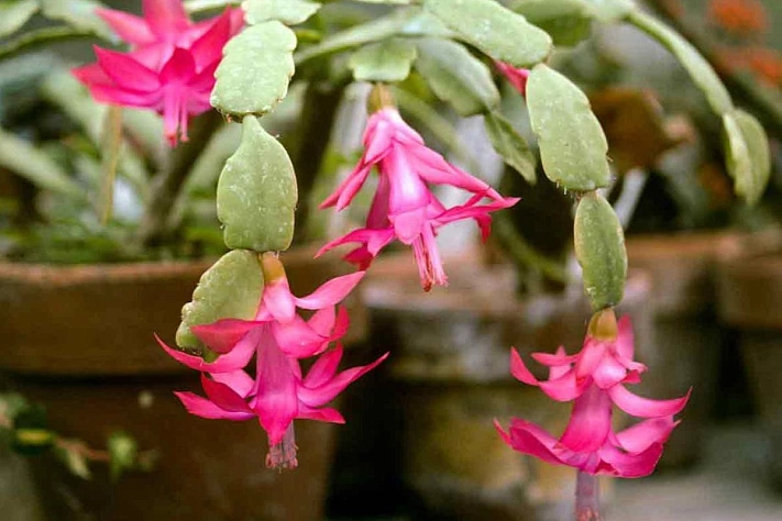 В чём секреты пышного цветения декабриста в домашних условиях