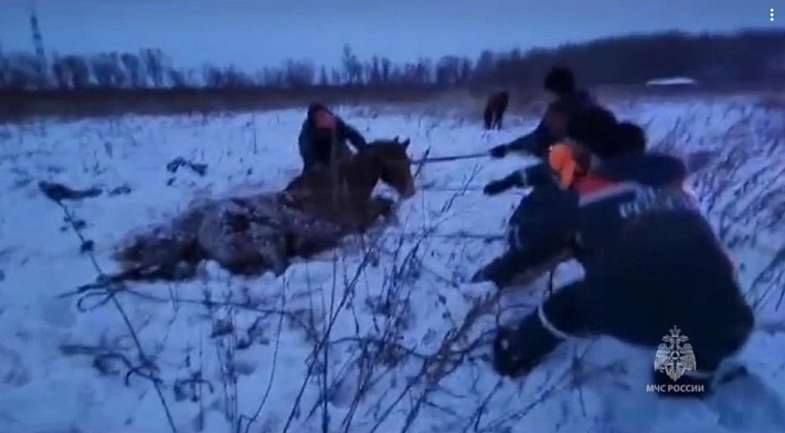 Под Хабаровском сотрудники МЧС спасли замерзающую кобылу с жеребёнком