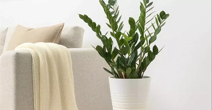 Все секреты замиокулькаса