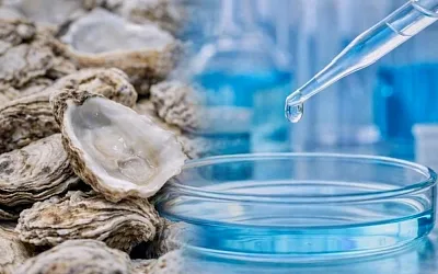Устрицы неожиданно стали фильтром для сложной воды