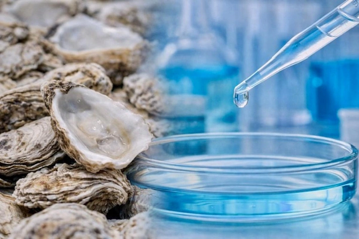 Устрицы неожиданно стали фильтром для сложной воды