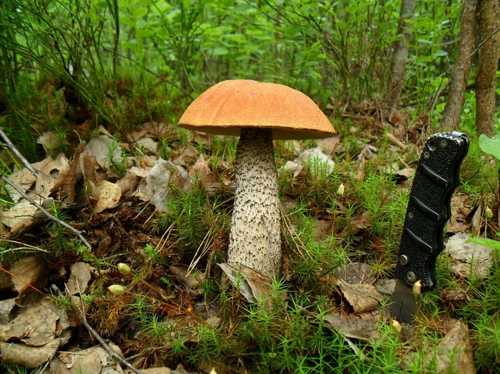 Где в России уже сейчас можно набрать грибов?