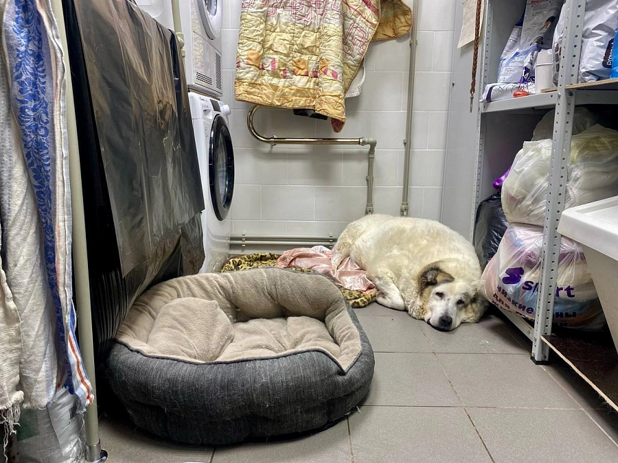 Нижегородский пёс Кругетс похудел на 40 килограммов