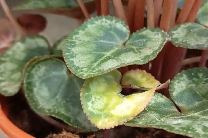 Почему желтеют листья у цикламена