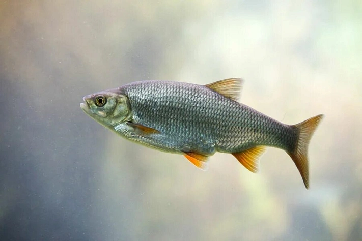 Минсельхоз продлил запрет на вылов воблы