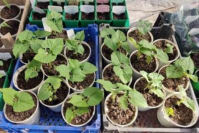 как вырастить дыни в подмосковье