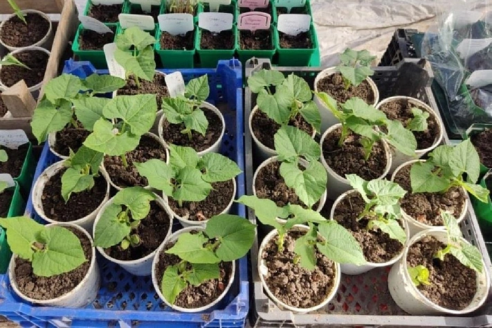 Как вырастить дыни в Подмосковье