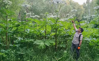 Учёные сделали открытие, связанное с борщевиком