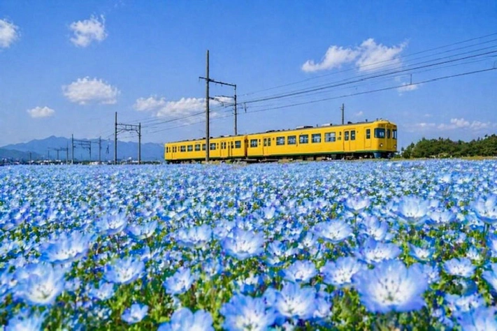 Японию снова накрыло голубым цветением, похожим на небо