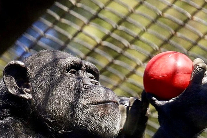Как шимпанзе взвешивают доказательства и меняют мнение — опыт, похожий на наш разум