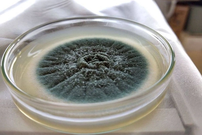 Опасный грибок Aspergillus: кто в группе риска и как избежать заражения