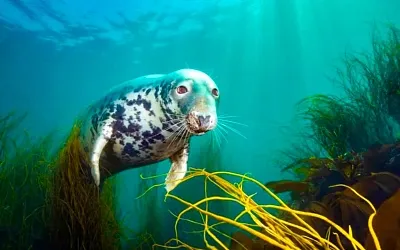 Победители The Underwater Photographer of the Year 2025: лучшие снимки подводного мира