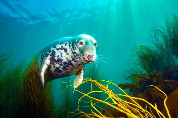 Победители The Underwater Photographer of the Year 2025: лучшие снимки подводного мира