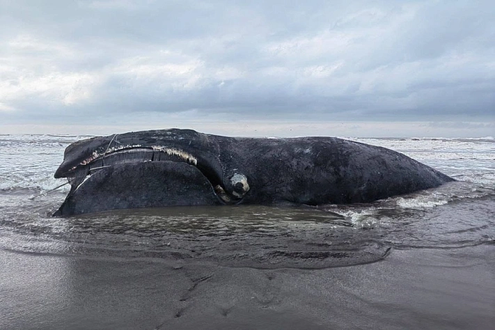 На Камчатке обнаружена туша редкого японского кита