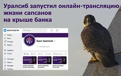 Уралсиб запустил онлайн-трансляцию жизни сапсанов на крыше банка