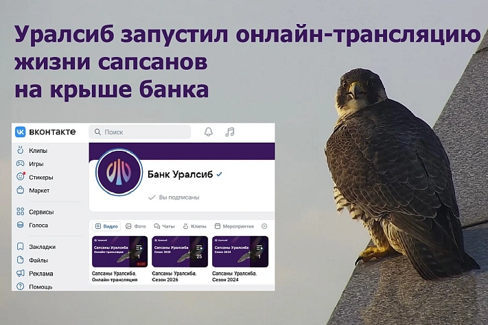 Уралсиб запустил онлайн-трансляцию жизни сапсанов на крыше банка