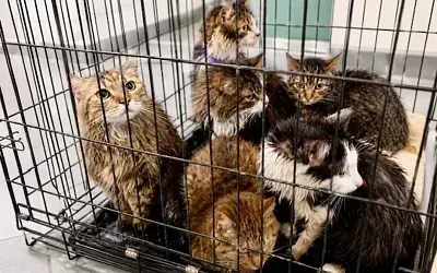 В котокафе Калининграда погибли 22 кота