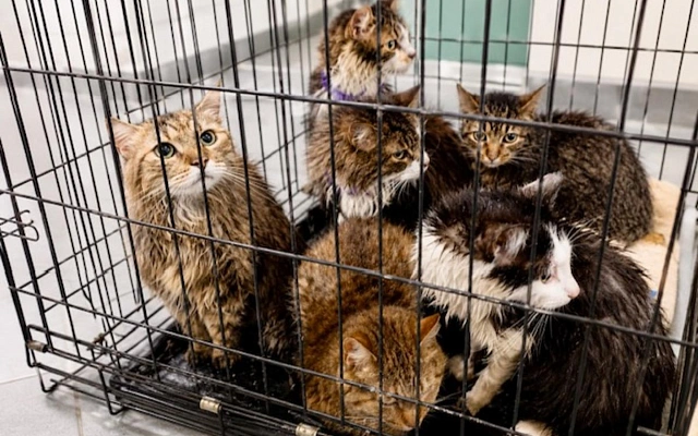 В котокафе Калининграда погибли 22 кота